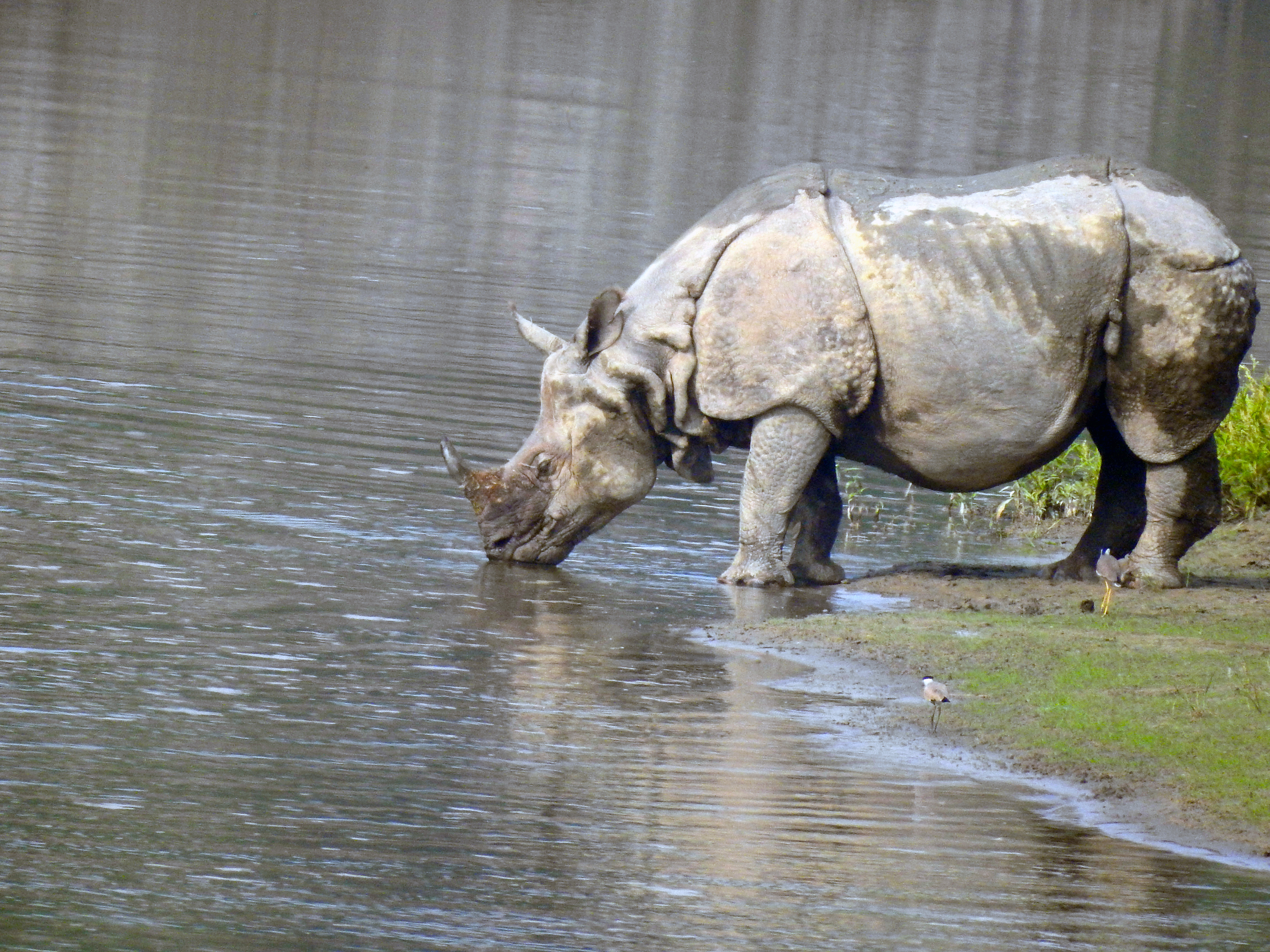 Nepal Safari Natureza Bardyia Animal Vid
