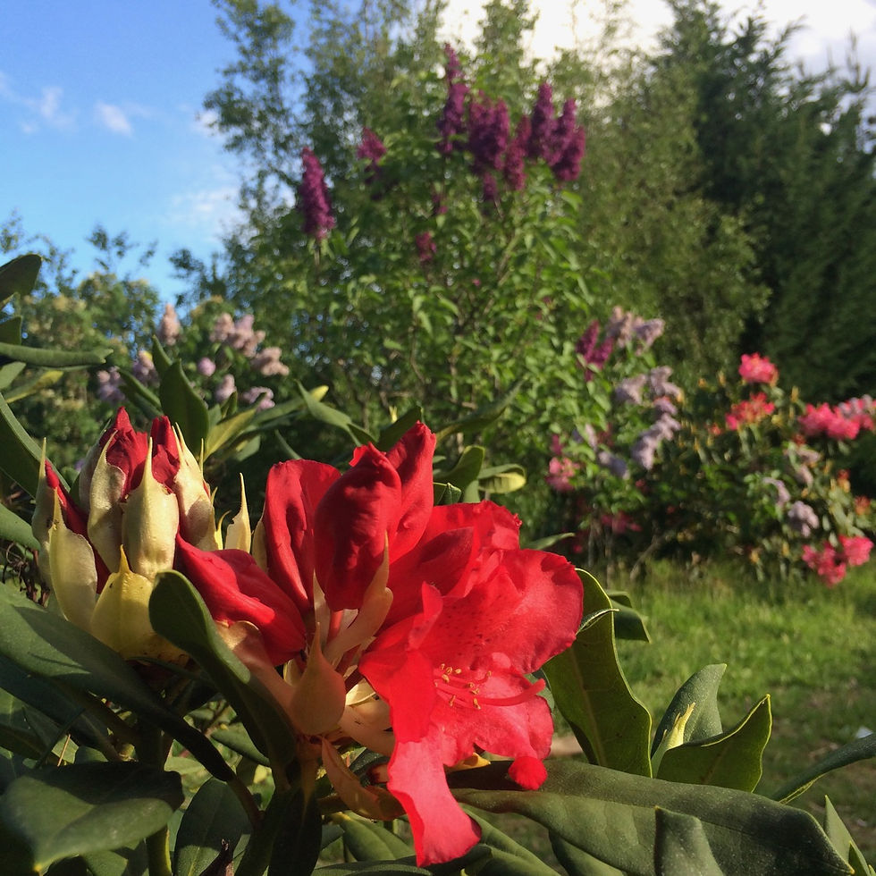Flowers