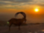 Nubian Ibex at Mitzpe Ramon