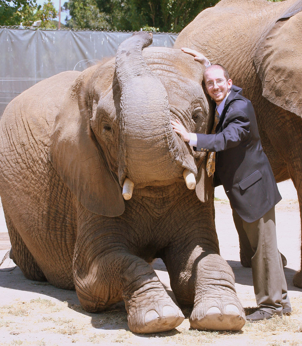 Elephant hug