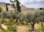 Garden of Gethsemane, Jerusalem