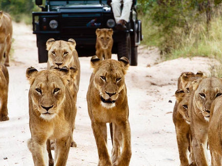 Safari Southern Africa, South Africa, Vic Falls, Chobe, Zimbabwe, Cape Town, Kruger National Park, Gourmet Kosher Safari