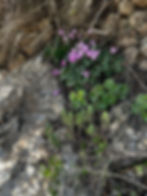 Cyclamen, Jerusalem Mountains
