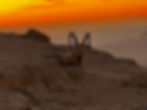 Nubian Ibex at Mitzpe Ramon
