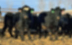 FoxCattleBredSaleJan23