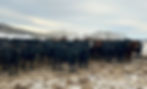 RafterGBredHeiferFeb13_edited
