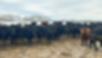 RafterGBredHeiferFeb13_edited