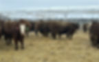 FoxCattleCoBredSaleRedsJan23