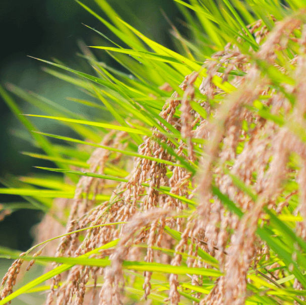 自然栽培・天日干し米「にこまる」令和7年産