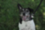 Sampson