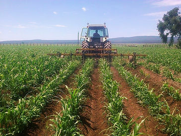 producers corn food grade