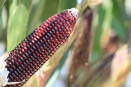 Maiz orgánico Rojo criollo para consumo humano cosecha mexicana