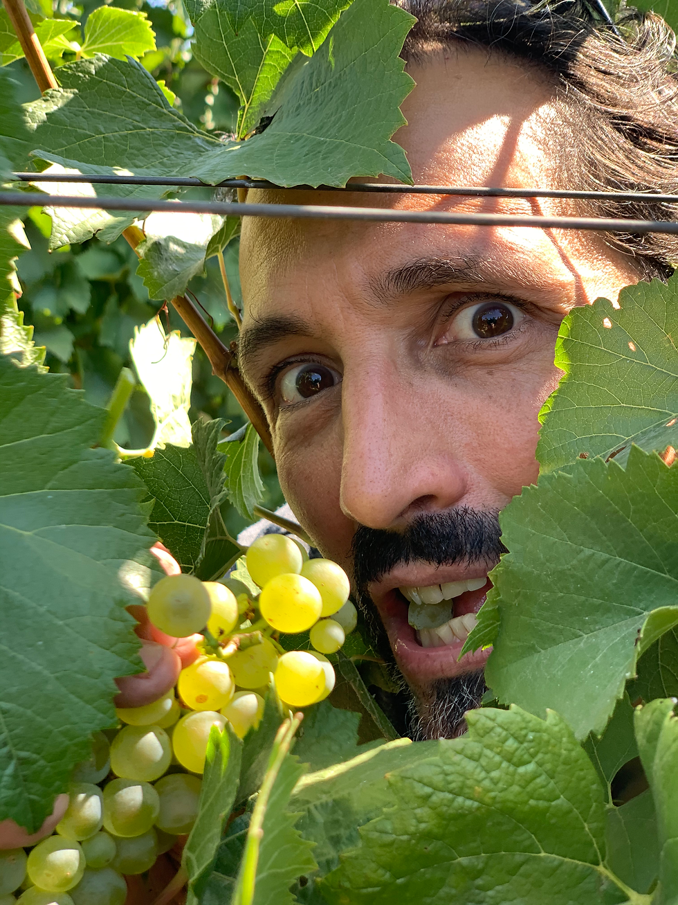 Dylan Sheldon Sneaking Grapes in the vineyard
