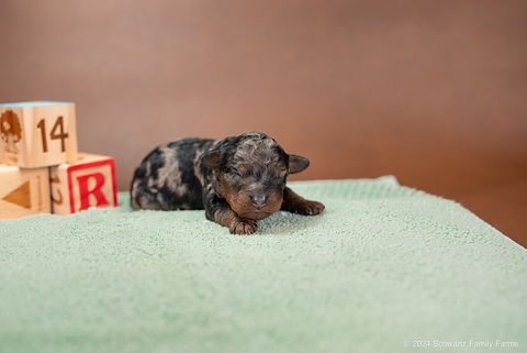 Toy Poodles 5.29-5.jpg