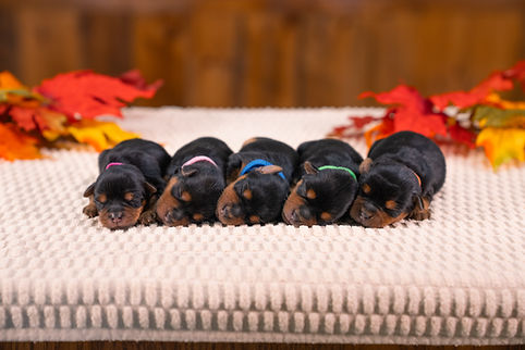 Jasmine's Litter 8.27.25-2.jpg
