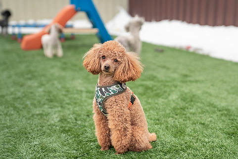 Poodles 1.17.25-3.jpg