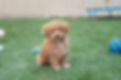 Lucy's Litter 8.4.25-5.jpg