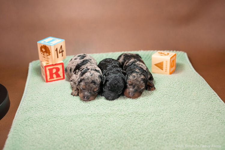 Toy Poodles 5.29-4.jpg