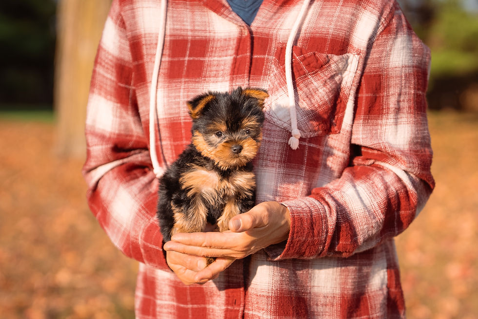 Lulu - Yorkshire Terrier AKC