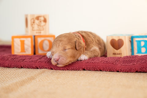 Lucy's Litter 6.18.25-4.jpg