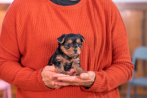 Jasmines Litter Week 4-4.jpg