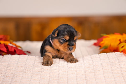 Jasmine's Litter Week 2-02.jpg