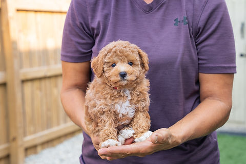 Lucy's Litter 8.4.25-1.jpg
