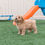 Thumbnail: Bandit - Mini Goldendoodle F3