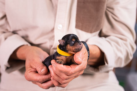 Jasmine's Litter Week 1-3.jpg