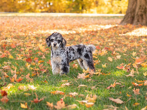 Sprinkles Profile-1.jpg