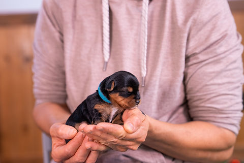 Sofie's Litter-3.jpg