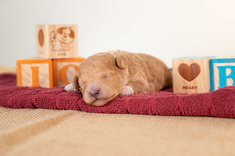 Lucy's Litter 6.18.25-3.jpg
