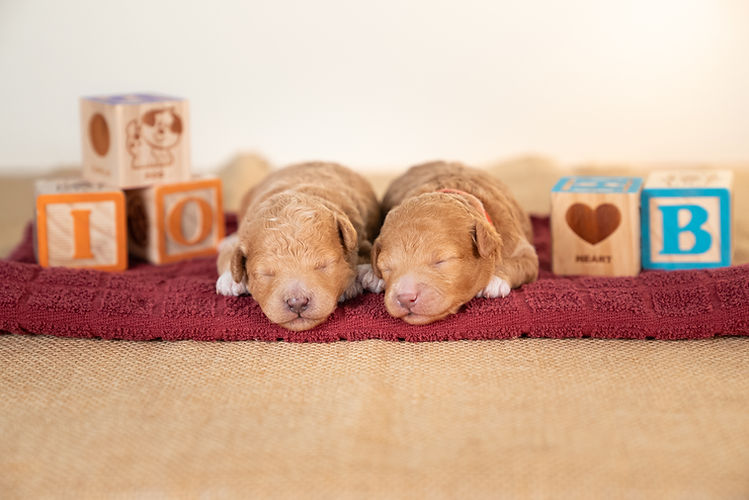 Lucy's Litter 6.18.25-5.jpg