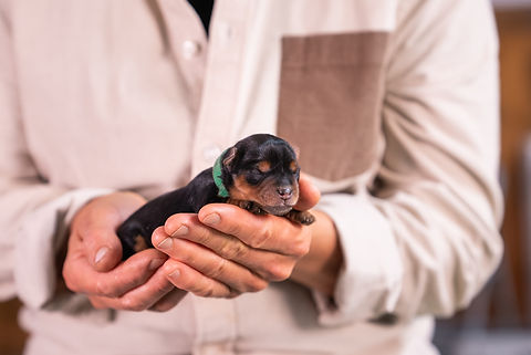 Jasmine's Litter Week 1-4.jpg