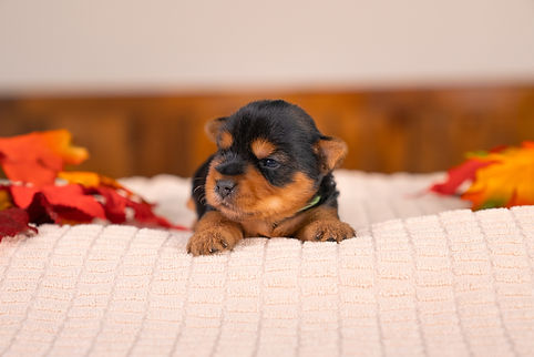 Jasmine's Litter Week 2-04.jpg