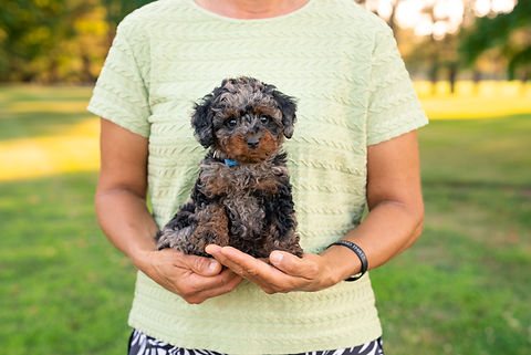 Toy Poodles 7.11-2.jpg