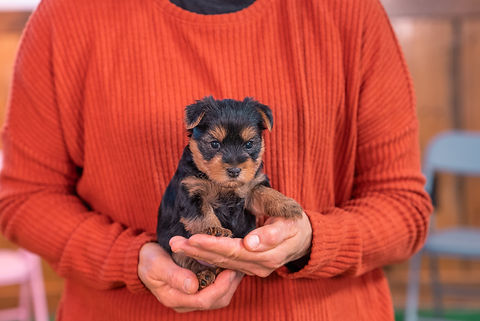 Jasmines Litter Week 4-5.jpg