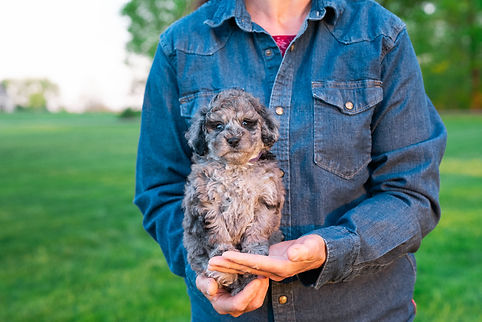 Sprinkles Litter 6 Weeks-3.jpg