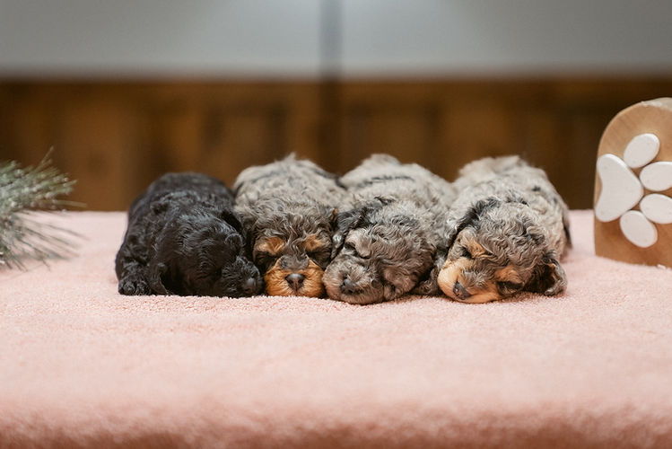 Sprinkles Litter December 2025-2.jpg