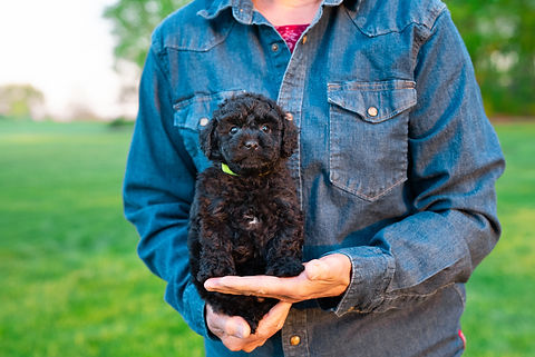 Sprinkles Litter 6 Weeks-4.jpg