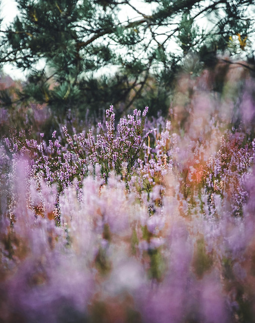 vaiva-deksnyte-UsEFpUcYlw0-unsplash.jpg