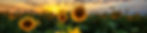 AdobeStock_213519518.jpeg