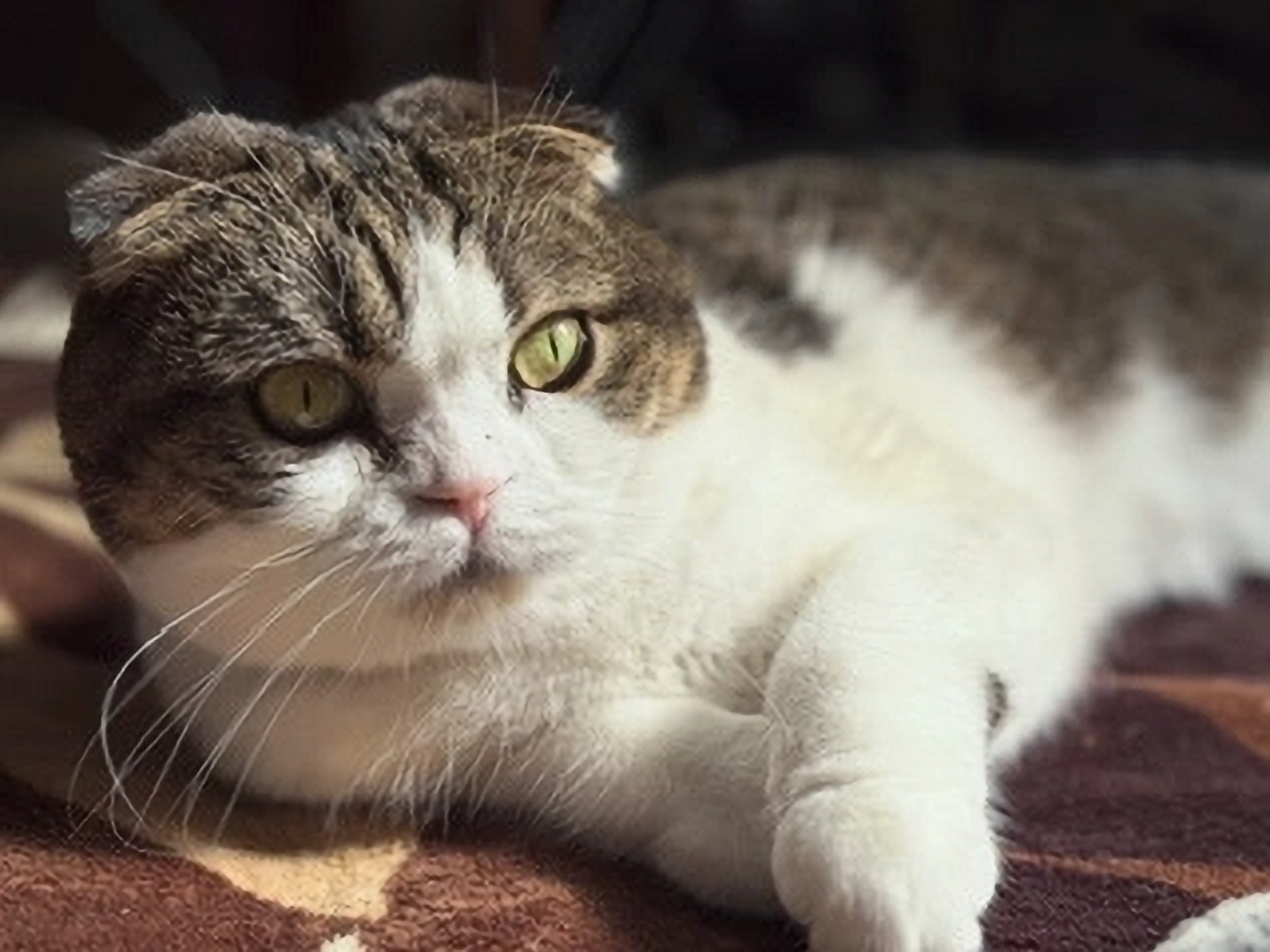 執筆者の写真: あらい犬猫鳥の病院