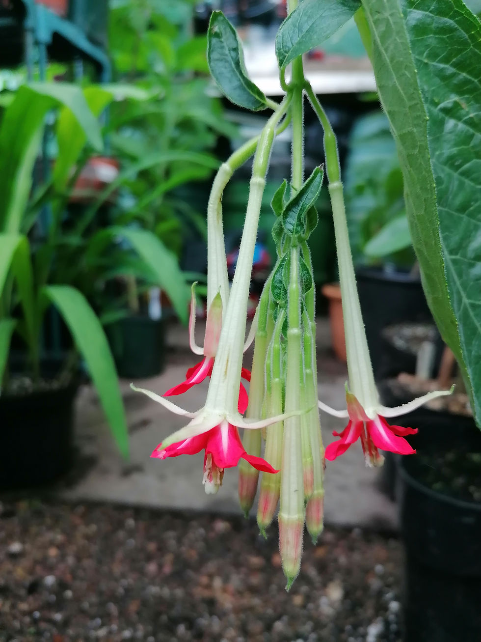 BUY FUCHSIA (Sp) PLANTS Exotic Looking Plants for UK