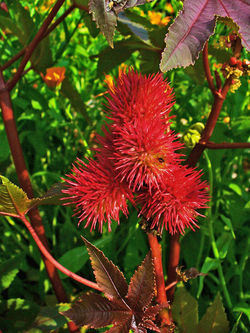 1200px-Ricinus_communis_006