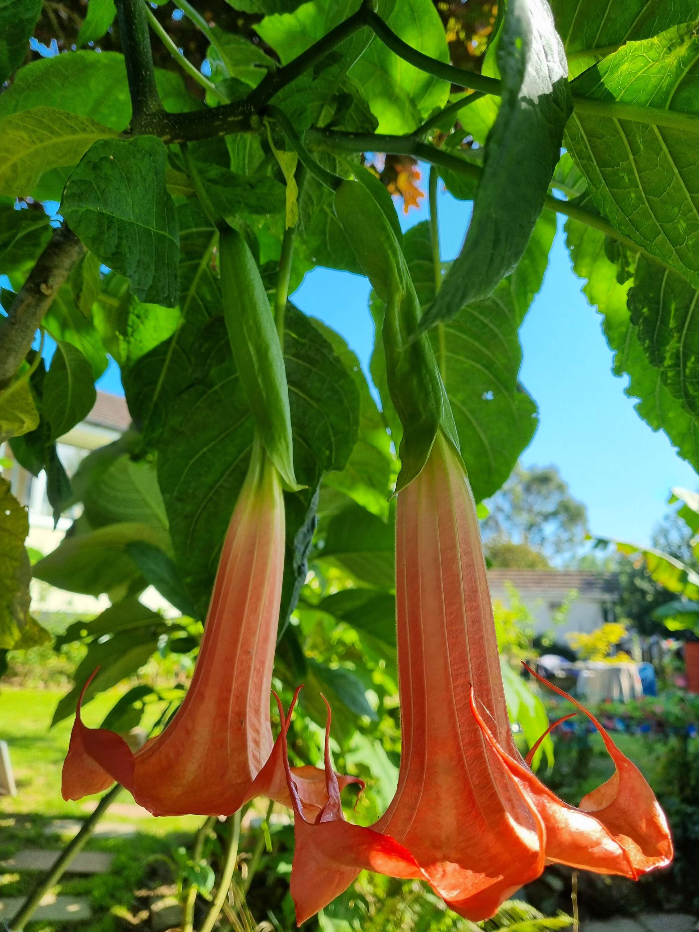 Brugmansia 'Super Spot'
