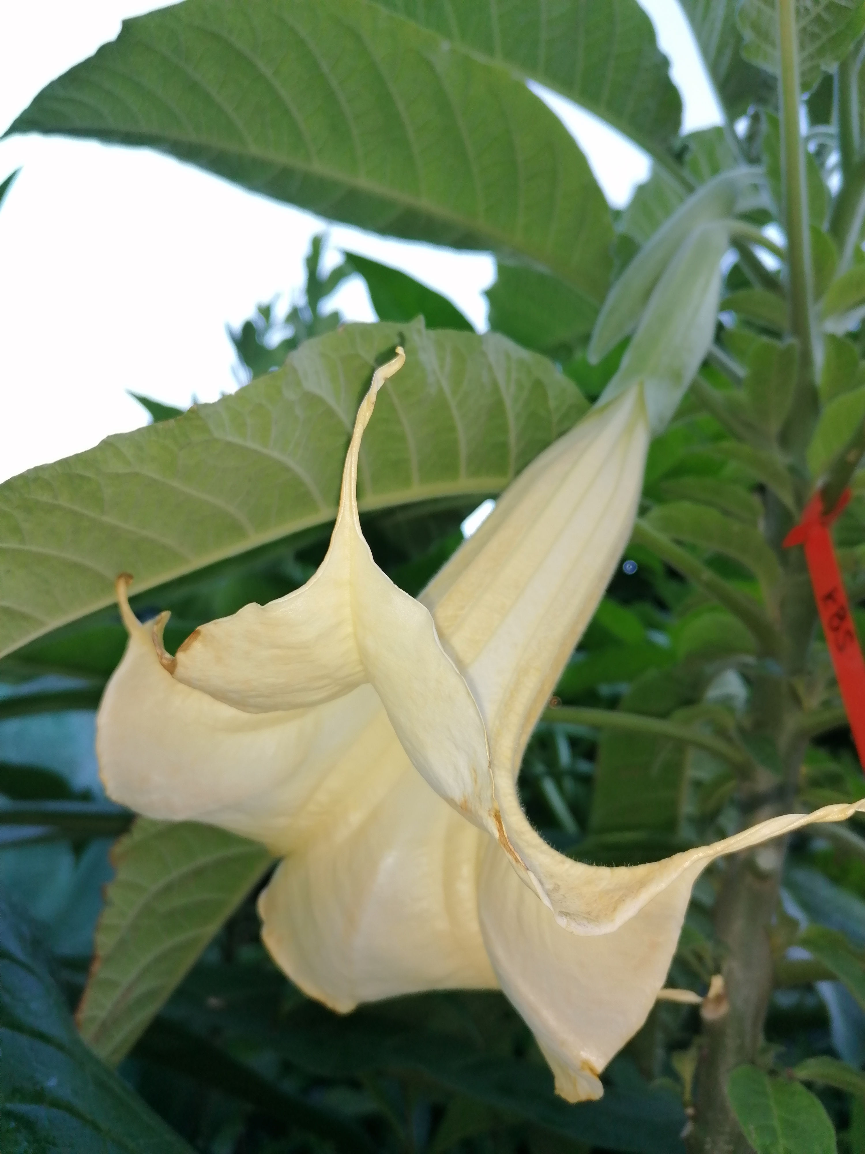 Brugmansia 'Kurpark Bad Salzschlirf' 