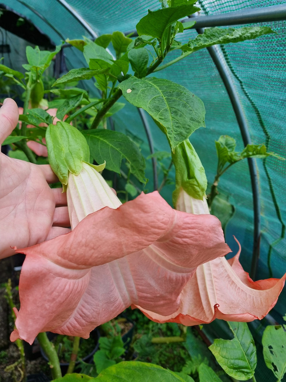 Thumbnail: Brugmansia 'Pink Dragon'