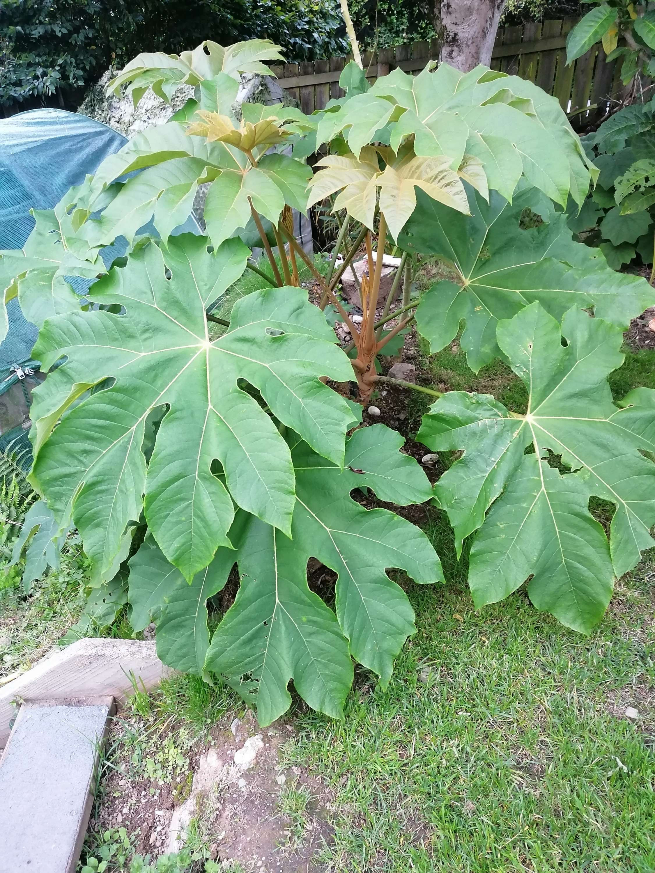 Tetrapanax papyrifer