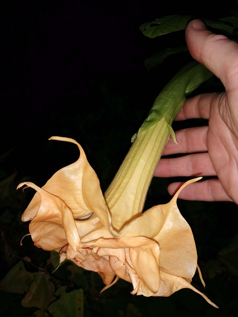 Thumbnail: Brugmansia 'Wuppergold' 